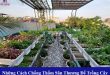 Những cách chống thấm sân thượng để trồng cây tránh bị thấm trong lâu dài